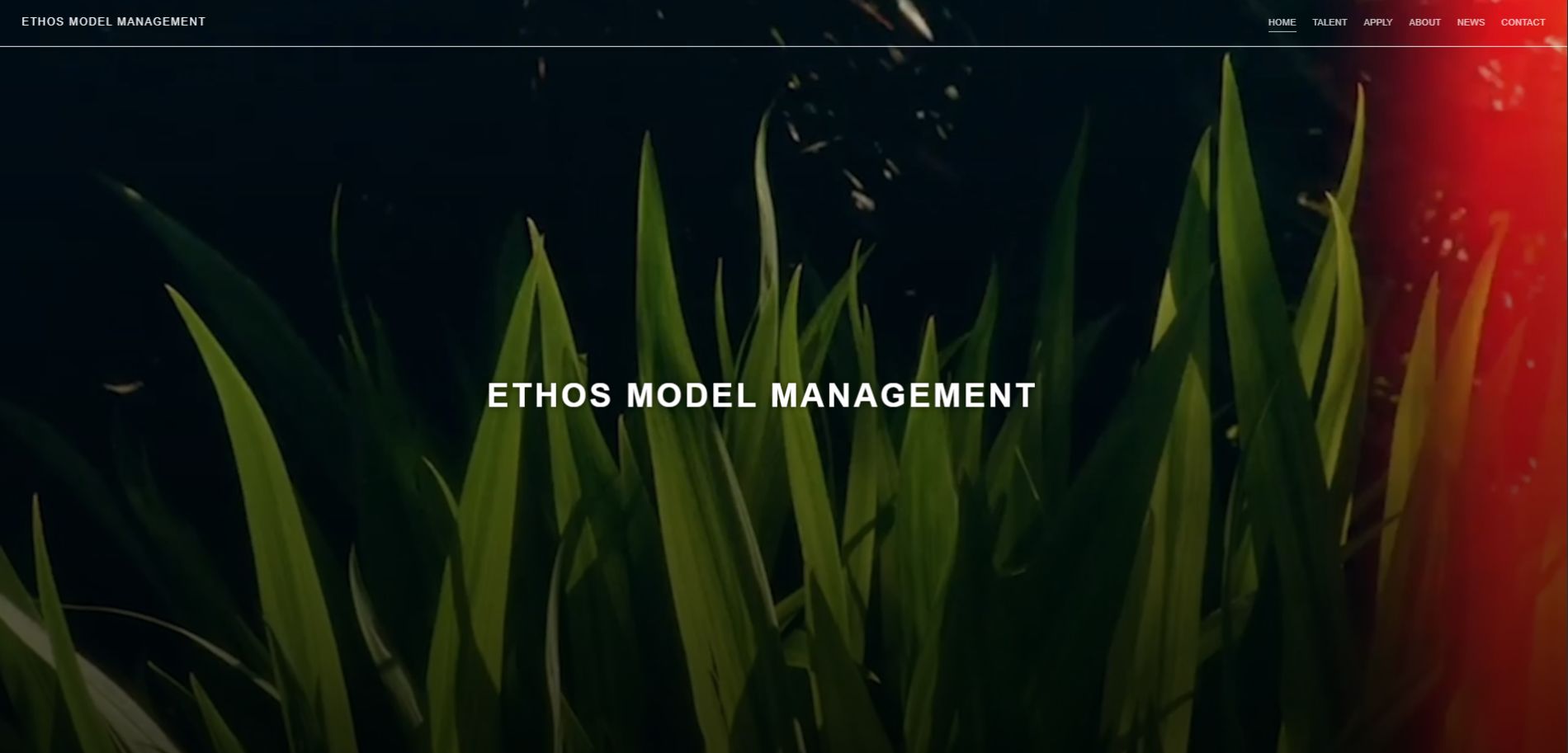 Website Management