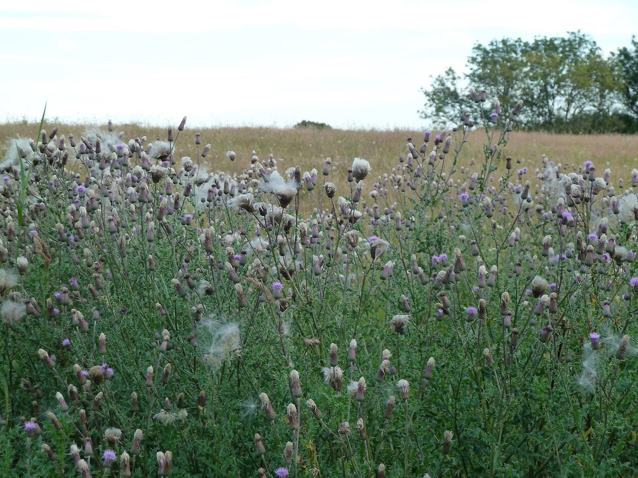 Manor Farm Hampshire