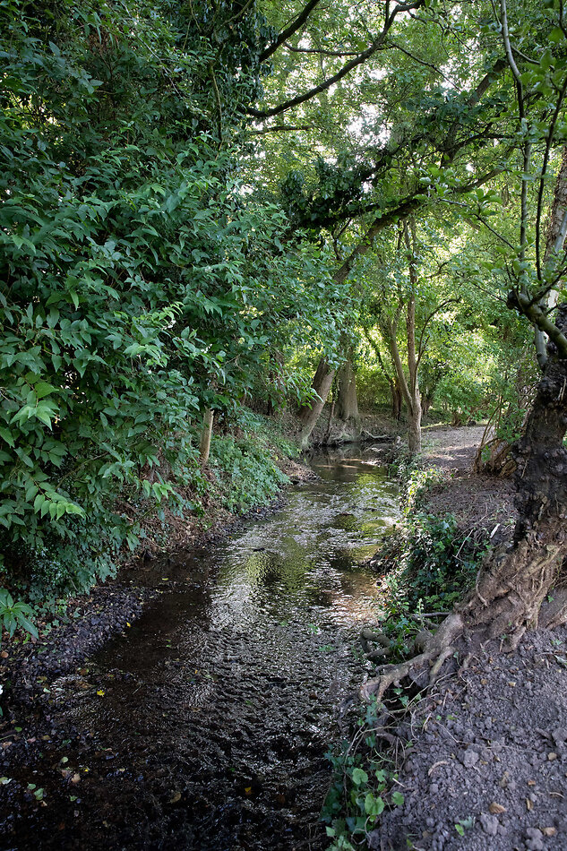 Shropshire Beauty