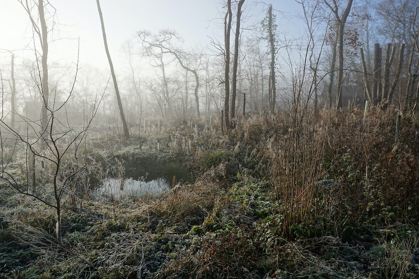 Enchanted Garden - Sussex