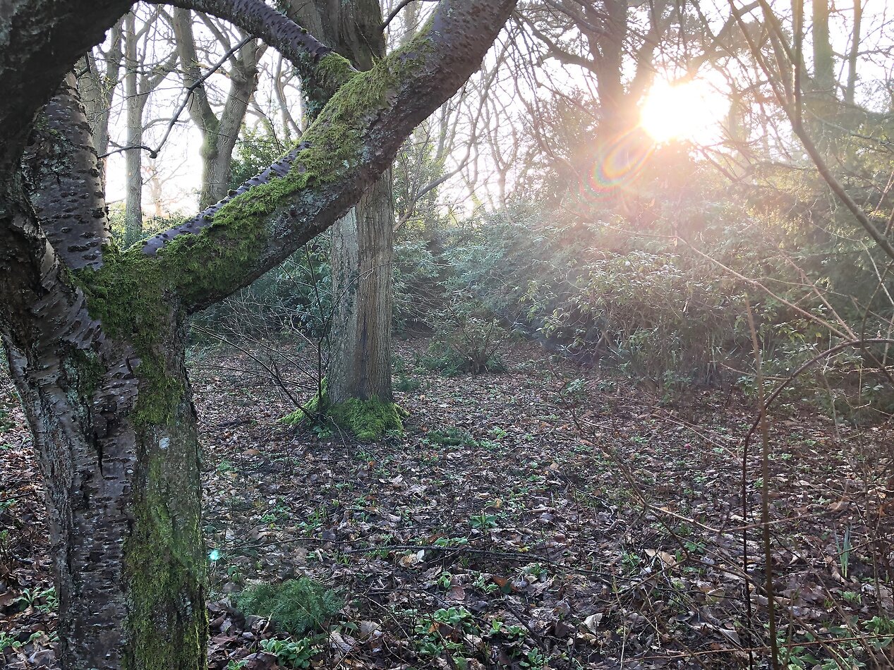 Ryddenwood, Guildford