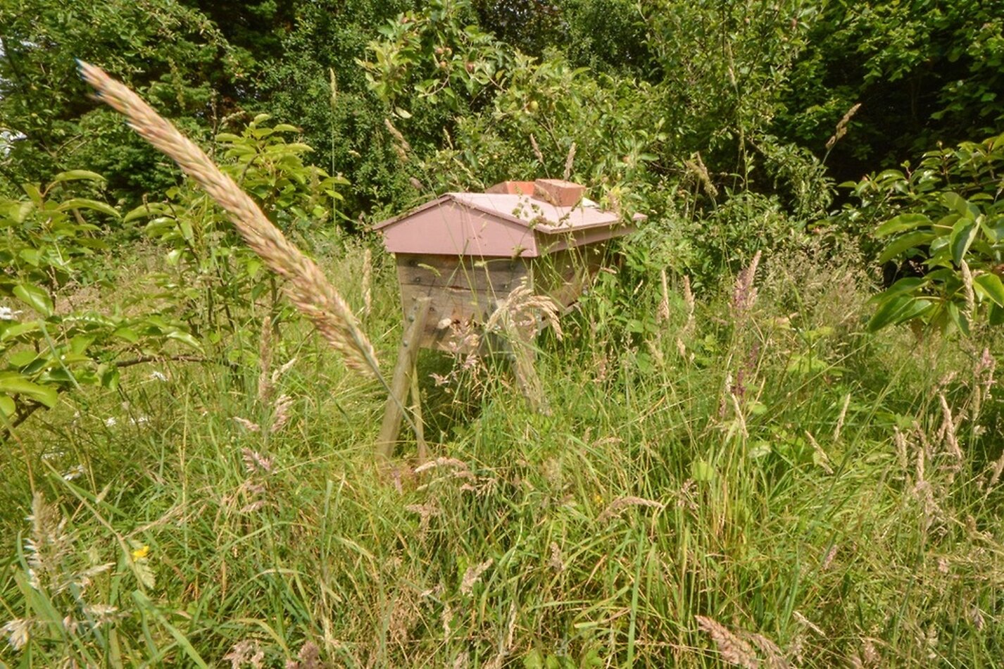 An American Homestead in England ME13