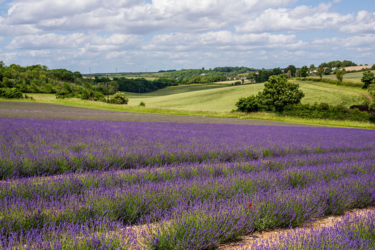 Lavender Farm DA4