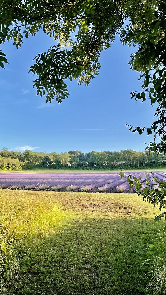 Lavender Farm DA4