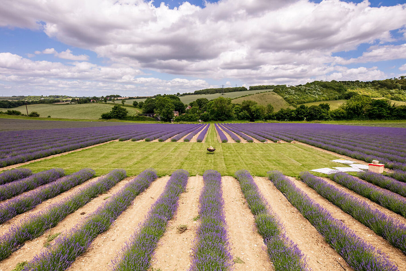 Lavender Farm DA4