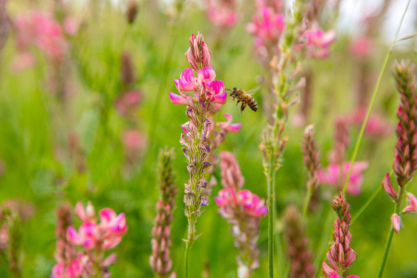 Lavender Farm DA4