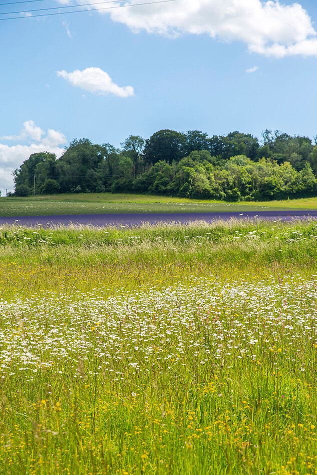 Lavender Farm DA4