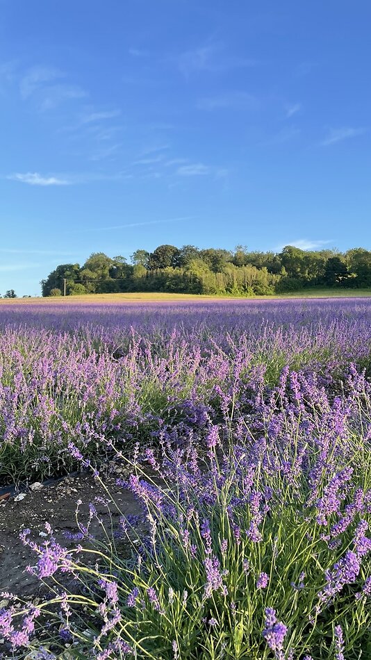 Lavender Farm DA4