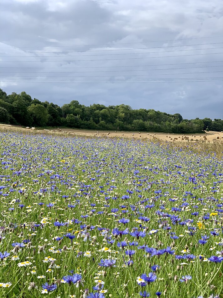Lavender Farm DA4