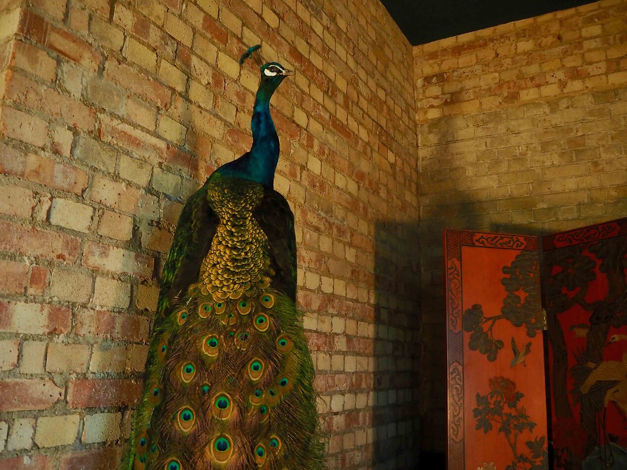 Bohemian Fantasy South E8